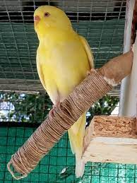File Yellow Budgie Female Jpg Wikimedia Commons