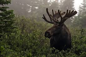 Hd Wallpaper Moose Wallpaper Flare See more ideas about moose, animals wild, moose pictures. hd wallpaper moose wallpaper flare