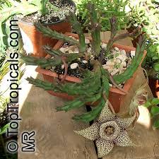 Image result for Orbea variegata
