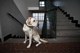 With all of the choices for dog steps and ramps on chewy.com, there's no excuse for not finding the perfect one. How To Teach Your Senior Dog To Use A Ramp Or Stairs