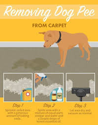 Removing Dog Pee From Carpets Stain Removal Dog Pee Diy Dog Stuff Dogs