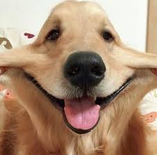 「犬」の画像検索結果