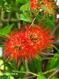 Image result for Combretum constrictum