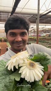 Transvaal Daisy also called GERBERA, is a Predominant Greenhouse Crop in  The Bangalore Plateau ! Gerbera has been A LOTTERY kind of crop , the past  2 to 3 years , Drastic ,