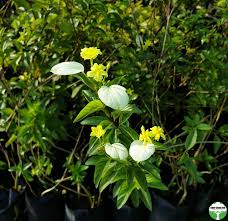 Image result for Pseudomussaenda flava