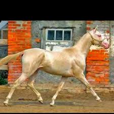 the golden horse it s real akhal teke horses beautiful horses horses