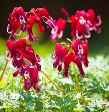 How high can a bleeding heart fly? Bleeding Heart Flower Planting Growing Care Guide Garden Design