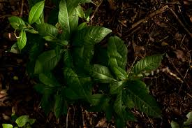 Image result for Petiveria alliacea