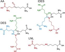 Check spelling or type a new query. Elastin Is Heterogeneously Cross Linked Journal Of Biological Chemistry