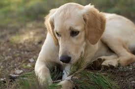 That our dogs and other animals eat it to combat toxins or nutritional imbalances then there's no reason to stop your dog from eating the occasional dirt snack. What Happens If A Dog Eats Maggots Should I Be Worried Dogdorable