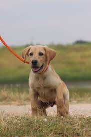 Maybe you would like to learn more about one of these? Labrador Labs For Sale Started Dogs Retriever Training Texas
