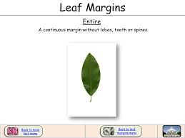 Image result for leaf margin entire
