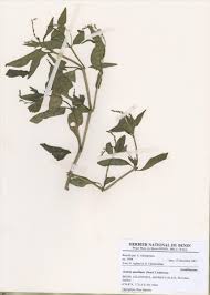 Image result for Justicia anselliana