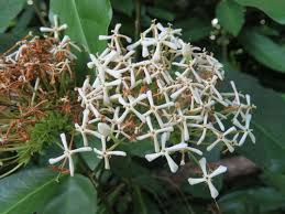 Image result for Ixora narcissodora