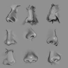 Watch as aaron explores and breaks down his approach and process to drawing the human figure. 47 Anatomy Nose Ideas In 2021 Animal Noses Cute Animals Nose Drawing