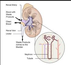 Kidneys Ck 12 Foundation The best selection of royalty free kidney nephron vector art, graphics and stock illustrations. kidneys ck 12 foundation