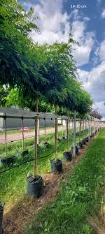 Waschtisch tischplatte platte akazie massiv holz mit baumkante neu leimholz. Hier Finden Sie Die Kugelakazie Kugelrobinie Als Bereits Grossen Baum Wir Liefern Mit Eigenem Professionellen Team