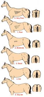 Determining Horses Body Weight And Ideal Condition