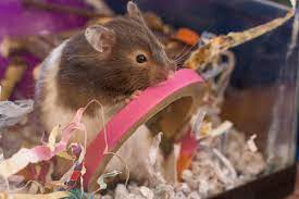 Prices are retail and 9% sales tax will be added. Get A Hamster Zika Hamstery
