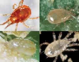Image result for spotted spider mite