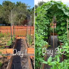 Maybe you would like to learn more about one of these? Gourd Tunnel Progress Gardening