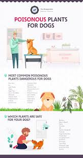 Garden flowers toxic to dogs. Poisonous Plants For Dogs How To Protect Your Dog From Common Toxic Plants Sit Stay Forever