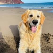 She's is full of energy and really enjoys playing with his siblings. 9 Best Golden Retriever Breeders In Tennessee 2021 We Love Doodles