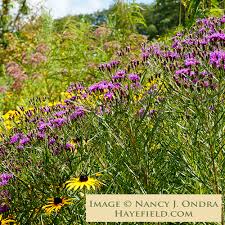 Image result for Vernonia