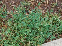 If you're unsure of the best way to manage winter weed growth, be sure to give us a call. Melinda Myers Eco Friendly Tips For Weed Control In Your Lawn