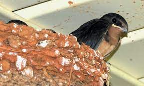 Since 1990 pupulation of swallows have decreased by 30% in europe. Out My Backdoor Barn Swallows Offer Unique Window Into Nesting Department Of Natural Resources Division
