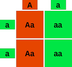 An organism of genotype aabb can make gametes of all the following kinds except 8. Punnett Squares And Dihybrid Crosses Flashcards Quizlet