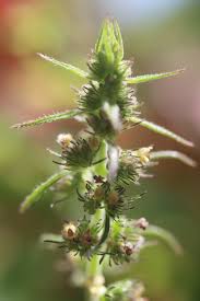 Image result for Mesosphaerum pectinatum