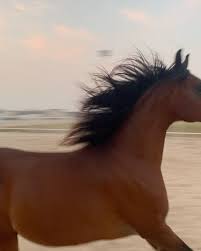 pin by 𝐴 𝑀 𝐼 𝑅 𝐴 on i like in 2021 horses missing link animals