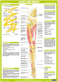 He Chartex Lower Limb Nervous System Chart Illustrates