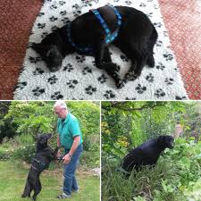Weshalb nimmt niemand schwarze hunde wahr? Tierschutz Worrstadt Hunde Suchen Ein Zuhause E V Die Ansicht Dass Es Schwarze Hunde Schwerer Haben Ein Zuhause Zu Finden Ist Ja Weit Verbreitet Wir Zumindest Konnen Das In Den Meisten