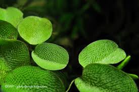 Salvinia minima is still widely available in the water garden trade, either as a sale item or a contaminant. Salvinia Minima Bap