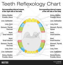 Teeth Reflexology Vector Photo Free Trial Bigstock