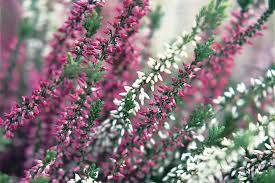 Image result for Calluna vulgaris