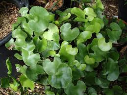 Image result for Adiantum reniforme