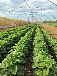 New invasive pest response pest detection / emergency projects pest exclusion interior california department of food and agriculture. Cdfa Plant Health Seed Services