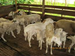 Kami mempersembahkan gambar haiwan yang menakjubkan dengan lebih daripada 120 bunyi haiwan termasuk haiwan safari. Ternakan Kibas Akmalguthrian