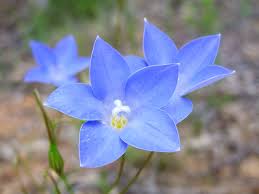 Image result for Wahlenbergia