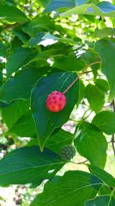 It has large berries with leathery skin. Hd Wallpaper Kousa Dogwood Dogwood Tree Berry Berries Cornus Kousa Red Wallpaper Flare