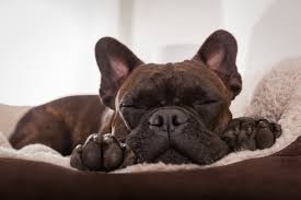 How much aspirin can i give my dog. Aspirin Poisoning In Dogs Symptoms Causes Diagnosis Treatment Recovery Management Cost