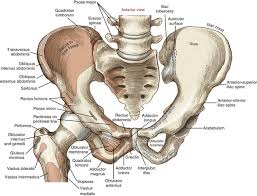 Hip muscles and tendons march 19 2019 by luqman. Structure And Function Of The Hip Musculoskeletal Key