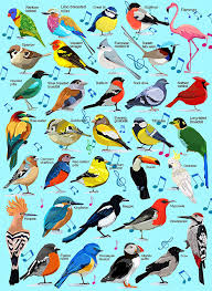 And how did paleontologists manage to piece together the dinosaur/bird puzzle? Buy Hxmars Bird Jigsaw Puzzles 500 Pieces Bird Phonetic Puzzle For Adults Kids Animal Nature Jigsaw Puzzles Unique Cut Pieces Home Decoration Online In Germany B08zkm72g9