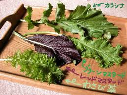 園芸でちょこっと科学 わさび菜とグリーン レッド マスタードとカラシナ