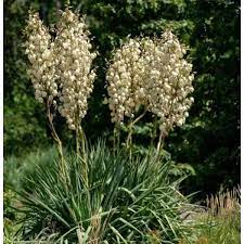 Growing Adams Needle Yucca Caring For Yucca Filamentosa Yucca Filamentosa Yucca Plant Yucca