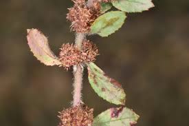 Image result for Elatinaceae