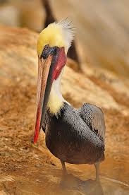 La Jolla S Punk Pelicans Pet Birds Beautiful Birds Pelican Bird